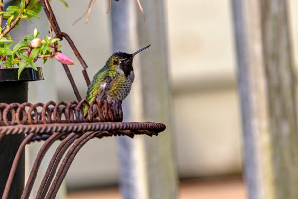 istock Anna's hummingbird (Calypte anna) in winter 1295391992