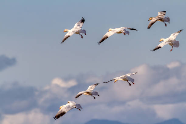 istock snow geese flying in the sky 1295392013