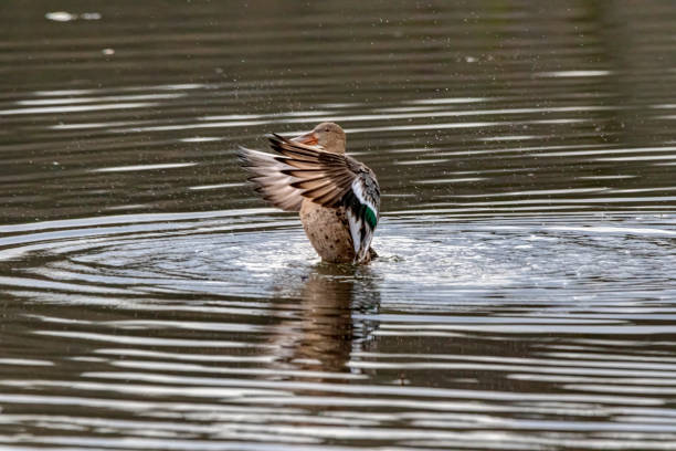 istock Female Mallard Duck flapping wings 1295392031