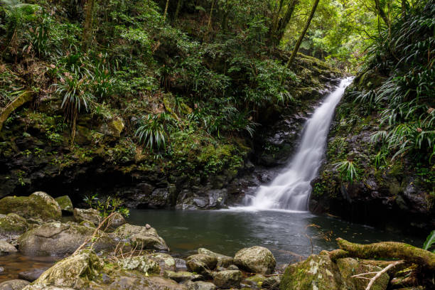istock Bahnamboola Falls - Rainforest Waterfall in Lamington National Park Australia 1295392616