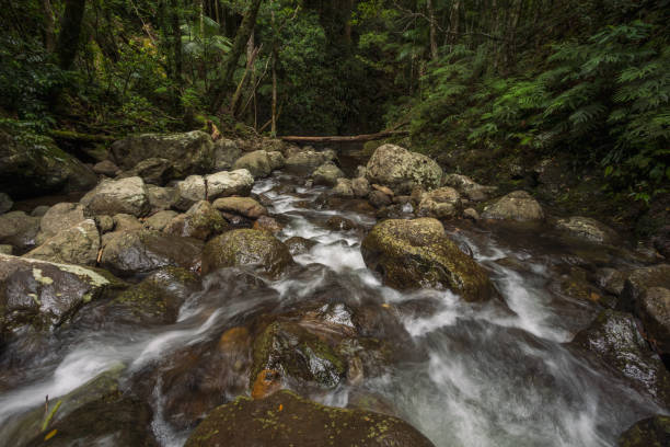 Coomera River flowing through Coomera Gorge in Lamington National Park in South-East Queensland Australia