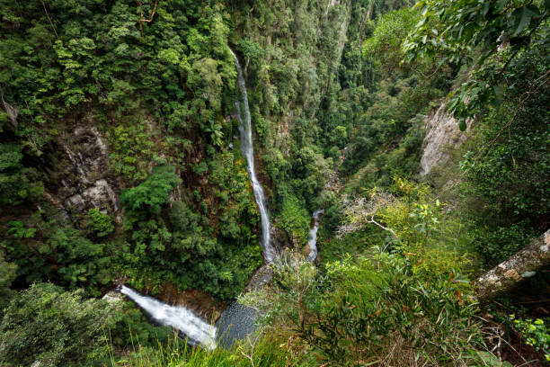 ущелье кумера в национальном парке ламингтон в австралии - tropical rainforest waterfall rainforest australia стоковые фото и изображения