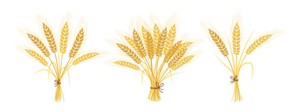 illustrazioni stock, clip art, cartoni animati e icone di tendenza di bouquets spighette di grano impostare spighe spighe vettore - wheat bundle bouquet food