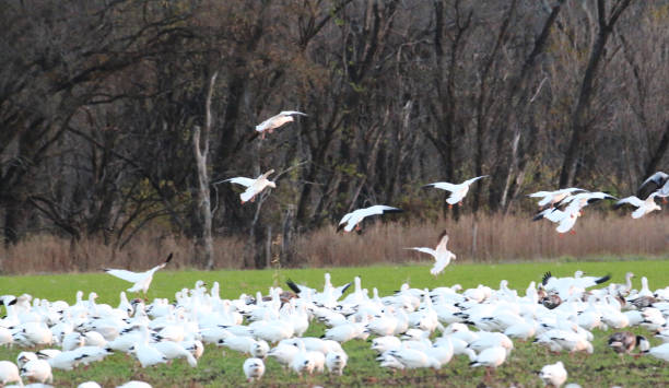 istock Field of Snow Geese 1295393393