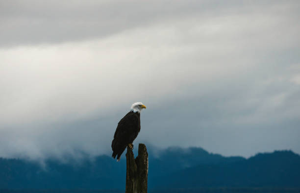 istock Bald eagle perched on wooden post with clouds in Homer Alaska 1295393797