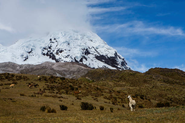 istock Landscape scenes on the approach to Antisana, a popular volcano 1295393922