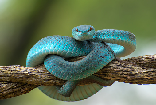 Snake Pictures | Download Free Images on Unsplash