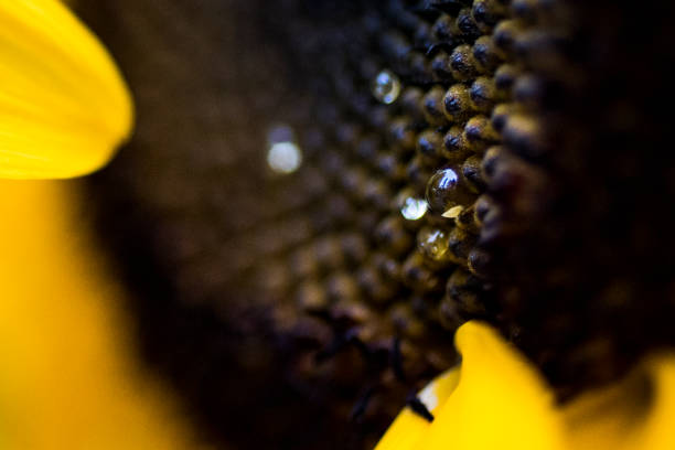 Close-up view showcasing the intricate details of a chrysanthemum's petals with black background