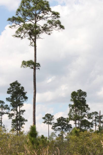 istock Babcock Ranch Preserve State Park in Florida 1295396005