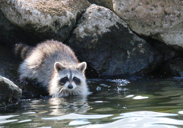 a racoon at the lake among some rocks along the shoreline