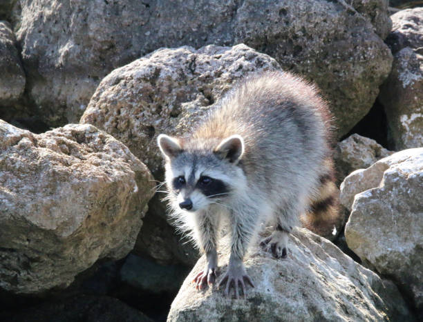 istock Racoon at the Water's Edge 1295396680