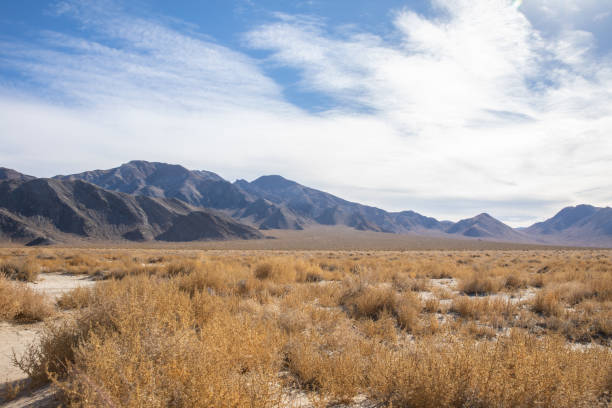 istock Desert Plants in Death Valley, California 1295396739
