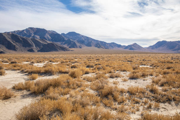 istock Desert Plants in Death Valley, California 1295396748