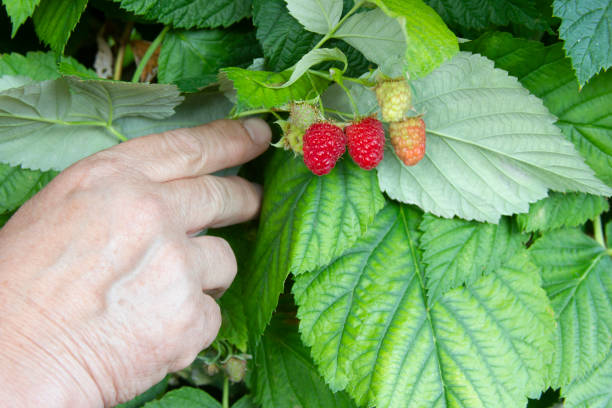 Hand of elderly woman is holding branch of raspberry. Bunch of the ripe berries on the green leaves background Hand of elderly woman is holding branch of raspberry. Bunch of the ripe berries on the green leaves background. Raspberry bush disease, magnesium deficiency magnesium deficiency stock pictures, royalty-free photos & images