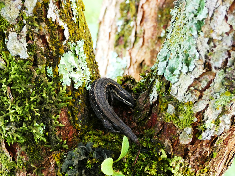 Small grey lizard on a big green tree.