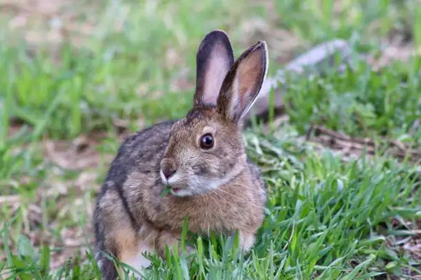 A snowshoe hare nibbles on grass as it eyes the camera north of Talkeetna, Alaska.