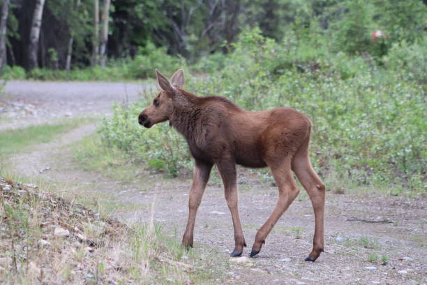 istock Baby moose in Denali National Park 1295398936