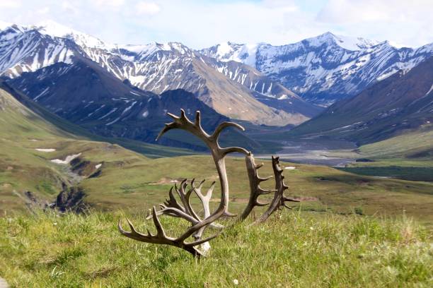 istock The rack in the meadow 1295399029