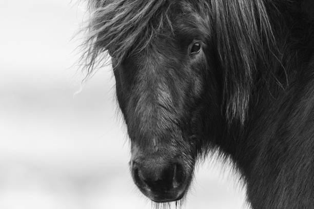 istock Icelandic Horse 1 1295401354