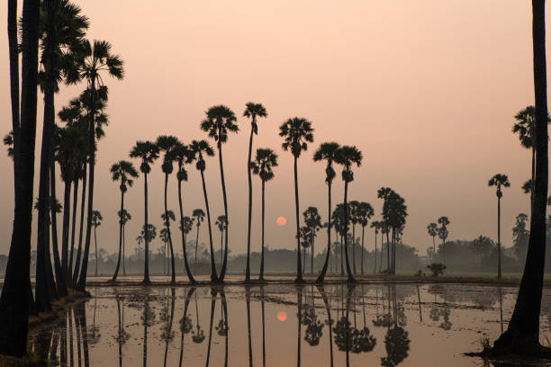 istock The palm trees silhouettes on the rice fields at sunrise There is a reflection on the water , sunrise Beautiful golden light effect 1295402937