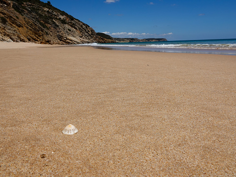 Seashell on the beach. Seascape background of empty sand beach, seashell, blue ocean waves, and mountains. Summer, vacation concept, copy space for the text