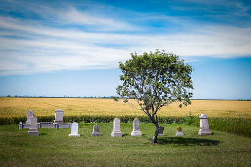 horizontal image of a small peaceful graveyard with a few headstones with a memorial tree planted surrounded by a yellow wheat field under a blue sky in the summer.