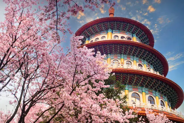 The Sakura cherry blossom at Tianyuan temple, Taipei, Taiwan