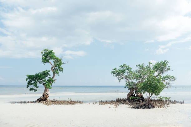 istock Mangrove swamp on a white sand beach in the Philippines 1295409291