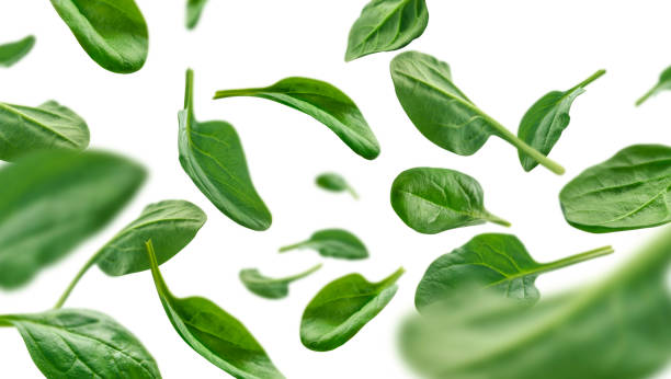 istock Green spinach leaves levitate on a white background 1295411225