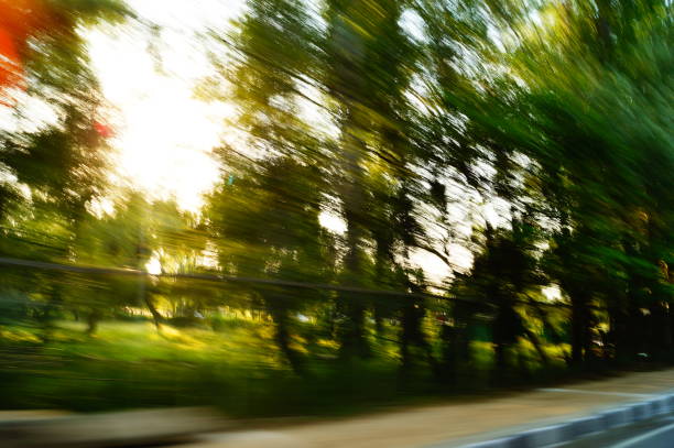 Motion picture of the trees while driving