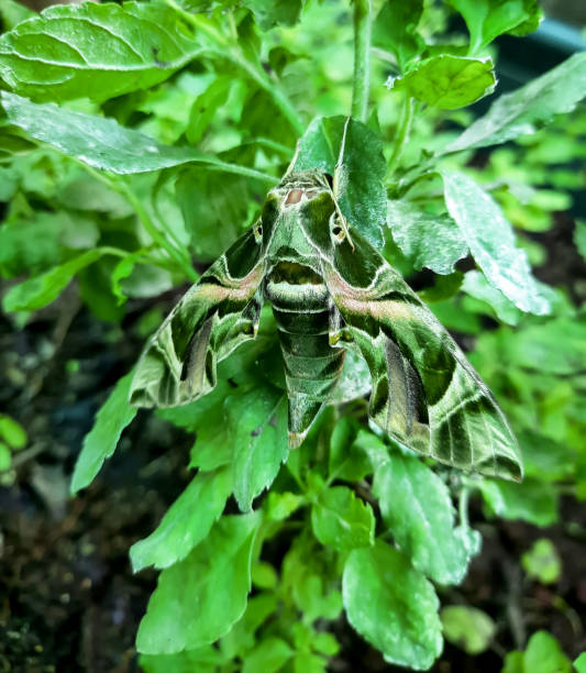 Daphnis nerii. The oleander hawk-moth or army green moth on green leaves in garden, it is insect pest with plant. Daphnis nerii. The oleander hawk-moth or army green moth on green leaves in garden, it is insect pest with plant. oleander hawk moth stock pictures, royalty-free photos & images