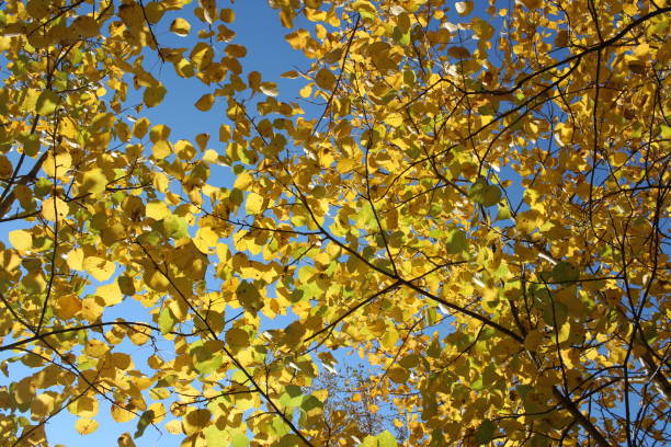 istock yellow autumn leaves on tree branches in a sunny forest 1295414440