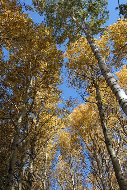 istock yellow autumn leaves on tree branches in a sunny forest 1295414505