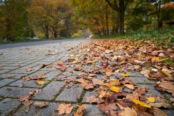 abstract walkway with maple leaf fall in autumn season in nikko japan