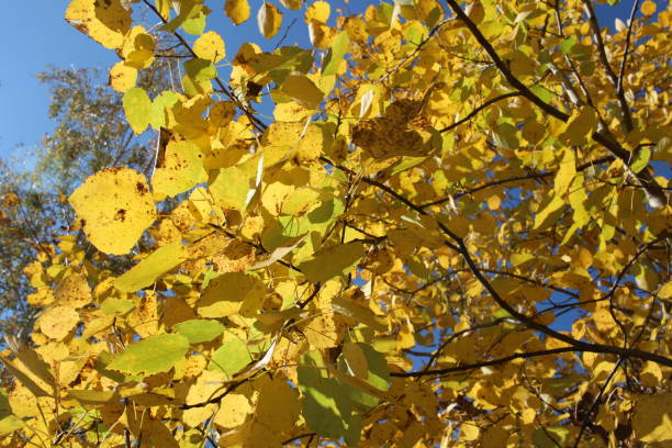 istock yellow autumn leaves on tree branches in a sunny forest 1295415257