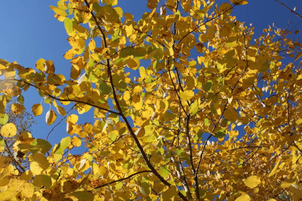 istock yellow autumn leaves on tree branches in a sunny forest 1295415271