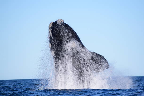 istock Southern Right Whale breaching the surface jumping out the water 1295415973