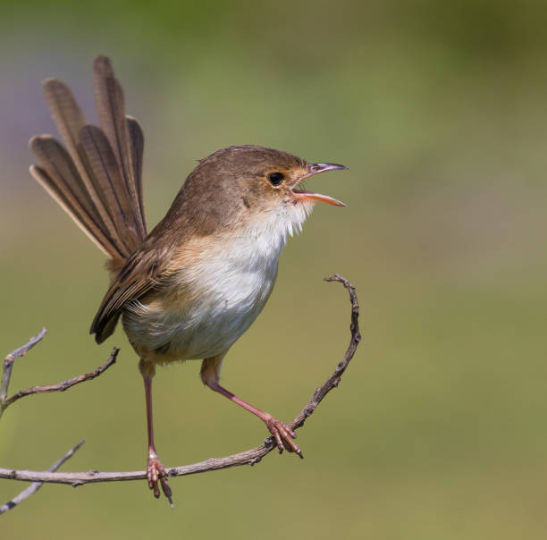 istock Red-backed Fairy Wren Female singing 1295416017
