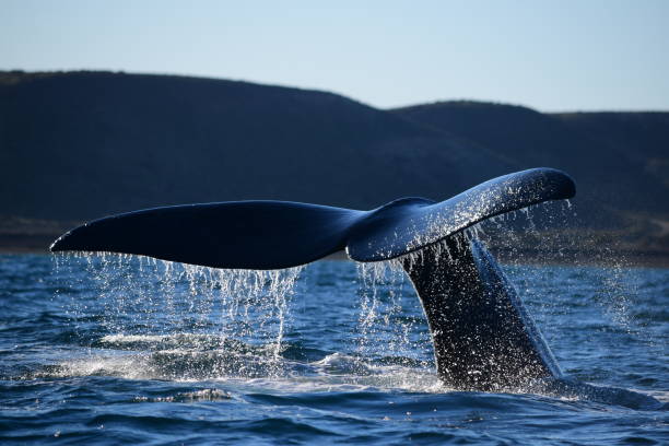 istock beautiful tail fin dripping water on a sunny day 1295416040
