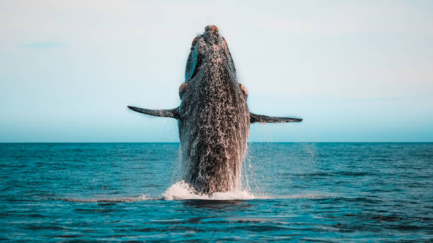 istock Southern Right Whale breaching the surface jumping out the water 1295416043
