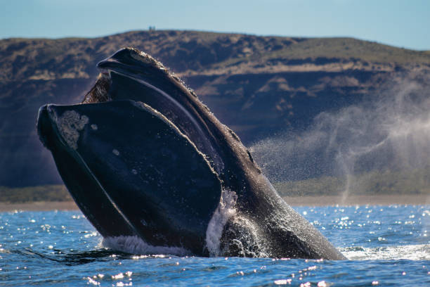 istock Southern Right Whale breaching the surface jumping out the water 1295416093