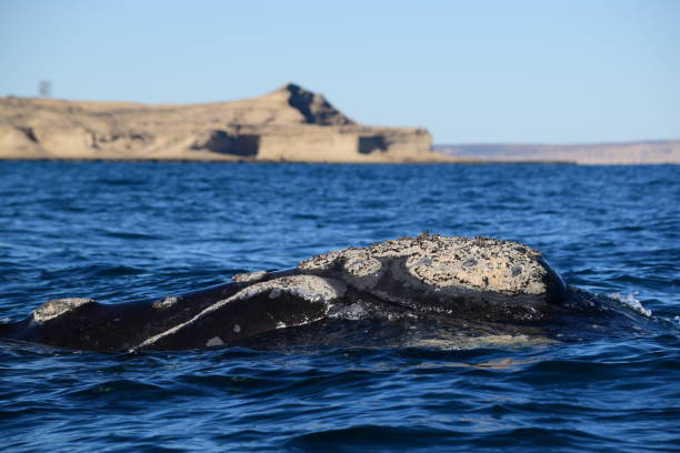 istock Southern right whale on the surface lets its calluses see 1295416653