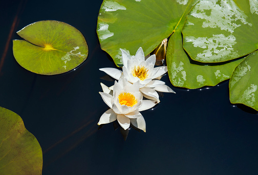 Close up of blossoming white water lily flowers in pond at sunset