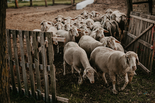 The sheep enter the barn. Domestic and countryside life concept