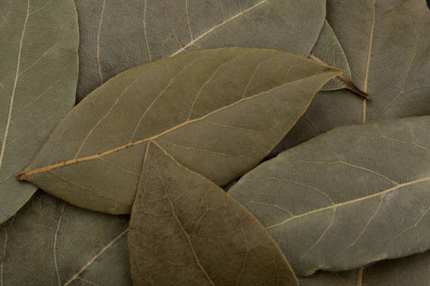 istock Dry Bay leaves isolated on black background. 1295419133