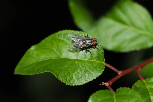 istock A fly sits on a green leaf close-up. The background is blurred. 1295420104