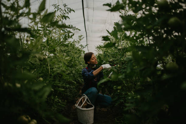 istock Busy greenhouse worker harvesting 1295420115