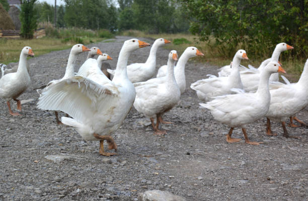 istock bird, goose, geese, flock, beak 1295420234