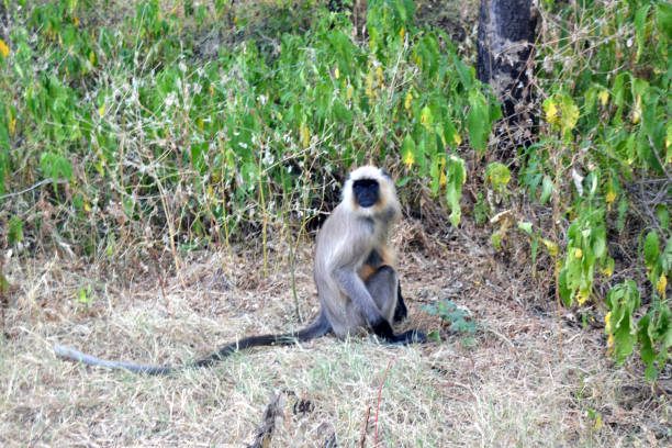 istock monkey, nature reserve, jungle, long tail, animal 1295420250