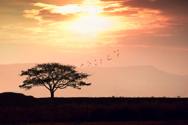 tree silhouette with sun set sky - fog desert arabia sunset imagens e fotografias de stock